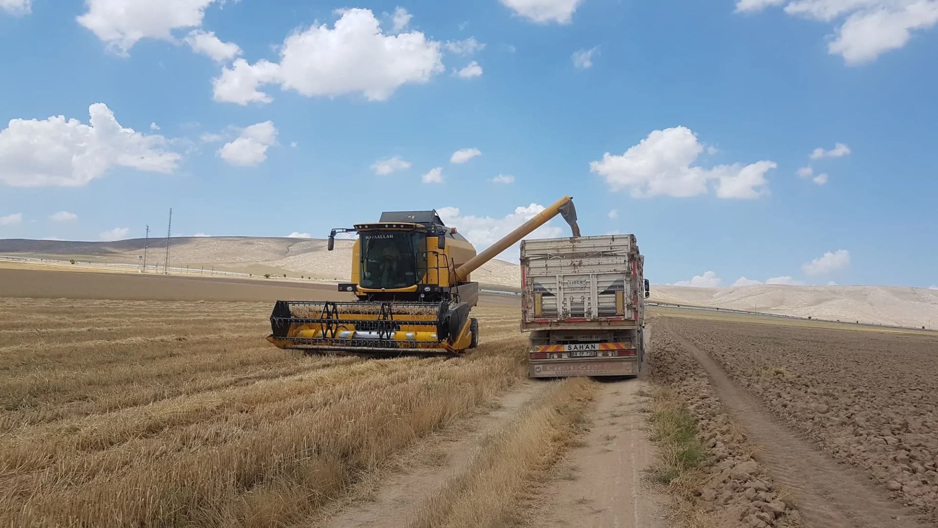 Hasat sırasında biçerdöverden römorka mısır boşaltılıyor